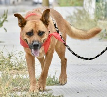 TIMY, Hund, Deutscher Schäferhund-Mix in Spanien - Bild 1