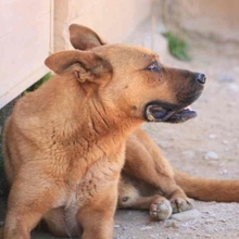 TIMY, Hund, Deutscher Schäferhund-Mix in Spanien - Bild 15
