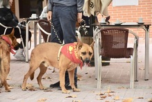 TIMY, Hund, Deutscher Schäferhund-Mix in Spanien - Bild 3