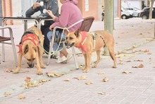 TIMY, Hund, Deutscher Schäferhund-Mix in Spanien - Bild 7