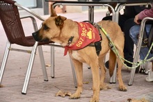 TRIXI, Hund, Deutscher Schäferhund-Mix in Spanien - Bild 11