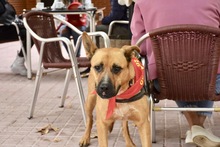 TRIXI, Hund, Deutscher Schäferhund-Mix in Spanien - Bild 15