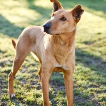 BROWNIE, Hund, Deutscher Schäferhund-Podenco-Mix in Spanien - Bild 10