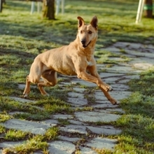 BROWNIE, Hund, Deutscher Schäferhund-Podenco-Mix in Spanien - Bild 6
