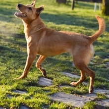 BROWNIE, Hund, Deutscher Schäferhund-Podenco-Mix in Spanien - Bild 8