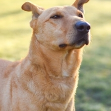 BROWNIE, Hund, Deutscher Schäferhund-Podenco-Mix in Spanien - Bild 9