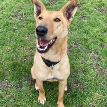 BROWNIE, Hund, Deutscher Schäferhund-Podenco-Mix in Markdorf - Bild 13