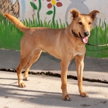BROWNIE, Hund, Deutscher Schäferhund-Podenco-Mix in Markdorf - Bild 19