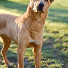 BROWNIE, Hund, Deutscher Schäferhund-Podenco-Mix in Markdorf - Bild 2