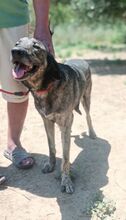MACKENZIE, Hund, Mischlingshund in Griechenland - Bild 12