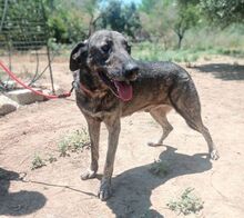 MACKENZIE, Hund, Mischlingshund in Griechenland - Bild 13
