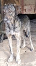 MACKENZIE, Hund, Mischlingshund in Griechenland - Bild 5
