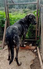 MACKENZIE, Hund, Mischlingshund in Griechenland - Bild 6