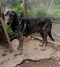 MACKENZIE, Hund, Mischlingshund in Griechenland - Bild 9