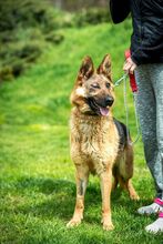 CHANDANI, Hund, Deutscher Schäferhund in Ungarn - Bild 1