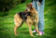 CHANDANI, Hund, Deutscher Schäferhund in Ungarn - Bild 10