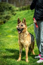 CHANDANI, Hund, Deutscher Schäferhund in Ungarn - Bild 11