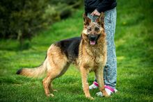 CHANDANI, Hund, Deutscher Schäferhund in Ungarn - Bild 12