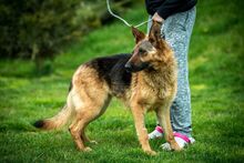 CHANDANI, Hund, Deutscher Schäferhund in Ungarn - Bild 2