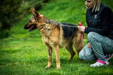 CHANDANI, Hund, Deutscher Schäferhund in Ungarn - Bild 3