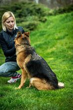 CHANDANI, Hund, Deutscher Schäferhund in Ungarn - Bild 5