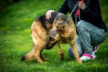 CHANDANI, Hund, Deutscher Schäferhund in Ungarn - Bild 6