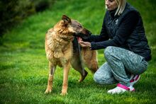 CHANDANI, Hund, Deutscher Schäferhund in Ungarn - Bild 7
