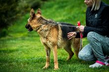 CHANDANI, Hund, Deutscher Schäferhund in Ungarn - Bild 9