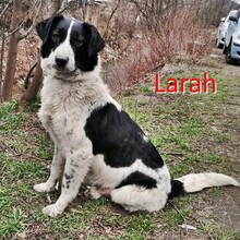 LARAH, Hund, Mischlingshund in Bulgarien - Bild 1
