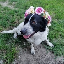 LARAH, Hund, Mischlingshund in Bulgarien - Bild 2