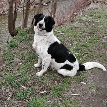 LARAH, Hund, Mischlingshund in Bulgarien - Bild 3