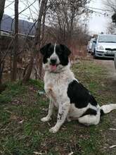 LARAH, Hund, Mischlingshund in Bulgarien - Bild 4