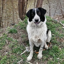 LARAH, Hund, Mischlingshund in Bulgarien - Bild 5