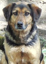 JO, Hund, Mischlingshund in Griechenland - Bild 1