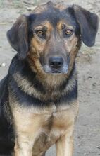 JO, Hund, Mischlingshund in Griechenland - Bild 10