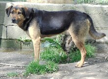 JO, Hund, Mischlingshund in Griechenland - Bild 2