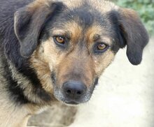 JO, Hund, Mischlingshund in Griechenland - Bild 20