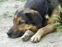 JO, Hund, Mischlingshund in Griechenland - Bild 21
