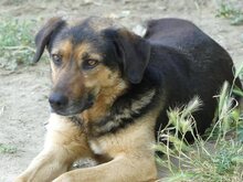 JO, Hund, Mischlingshund in Griechenland - Bild 22