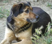 JO, Hund, Mischlingshund in Griechenland - Bild 23