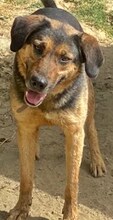JO, Hund, Mischlingshund in Griechenland - Bild 28