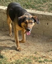 JO, Hund, Mischlingshund in Griechenland - Bild 29