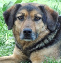 JO, Hund, Mischlingshund in Griechenland - Bild 3