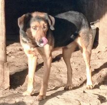 JO, Hund, Mischlingshund in Griechenland - Bild 33