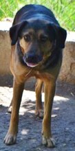 JO, Hund, Mischlingshund in Griechenland - Bild 35