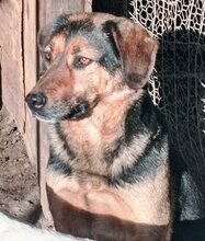 JO, Hund, Mischlingshund in Griechenland - Bild 36