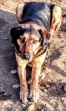 JO, Hund, Mischlingshund in Griechenland - Bild 39