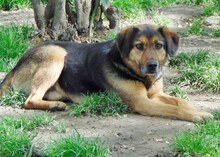 JO, Hund, Mischlingshund in Griechenland - Bild 4