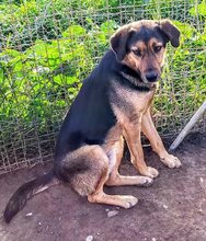 JO, Hund, Mischlingshund in Griechenland - Bild 40