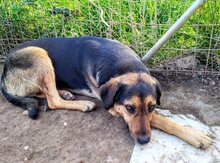 JO, Hund, Mischlingshund in Griechenland - Bild 41